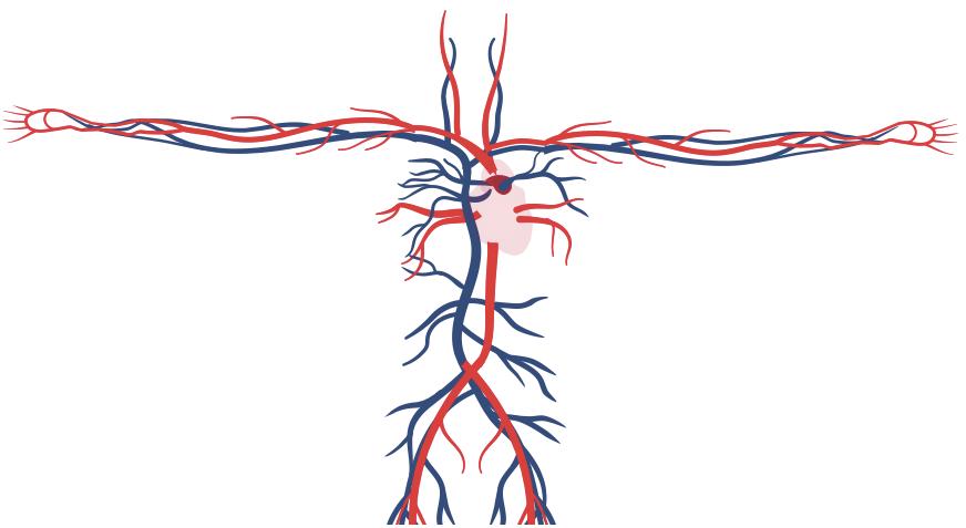 Angiologia y cirugia vascular